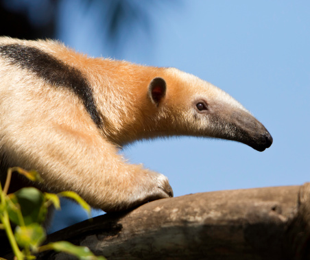 Right side view of giant anteater walking on log with blue sky in backgrund