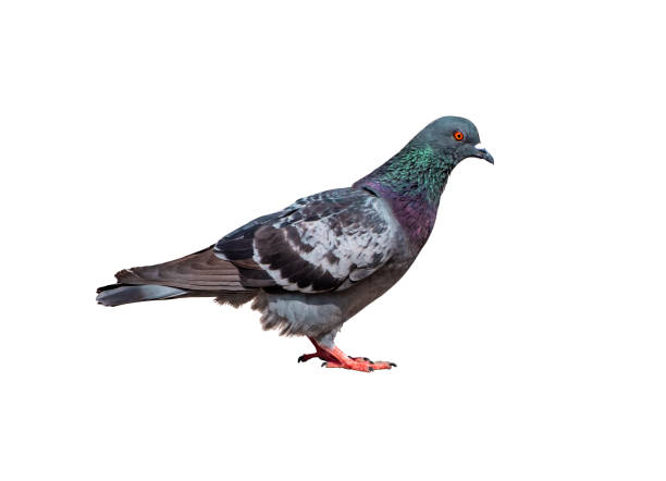 istock Full Body Side view of pigeon bird standing isolate on white background with clipping path, gray pigeon 1569706534