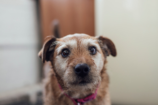 A close up of an office dog which is a Patterdale terrier. She is looking into the camera and is waiting for leftovers from the office xmas buffet.