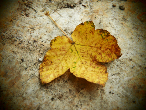 yellow autumn leaf maple (1), soft and pinhole camera look