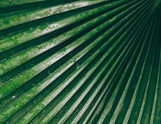 patrón de hoja de palma verde con gotas de agua fondo de fondo brillante natural fondo de fondo de pantalla plantilla - water rainforest frond tropical climate fotografías e imágenes de stock