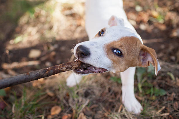 istock Jack Russell Terrier puppy 156972479