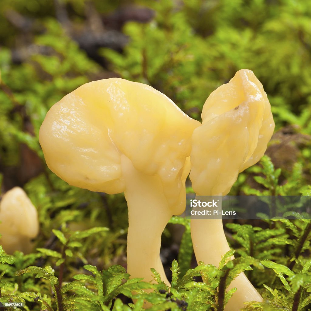Ventilador de hadas hongos en verde musgo turba moss - Foto de stock de Aire libre libre de derechos
