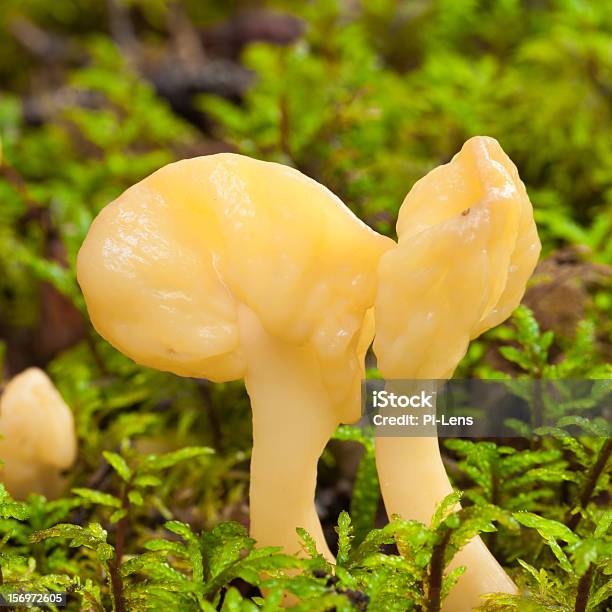 Foto de Ventilador De Fada Cogumelos Em Verde Musgo Sphagnum Magellanicum e mais fotos de stock de Amarelo