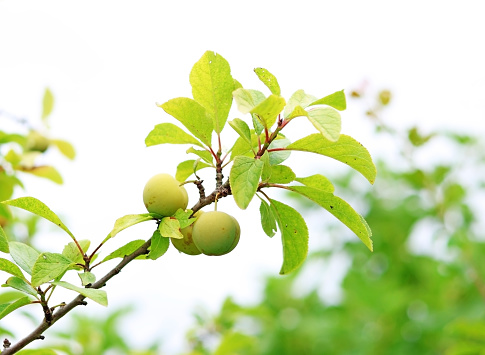 A branch of a plum tree with fruit