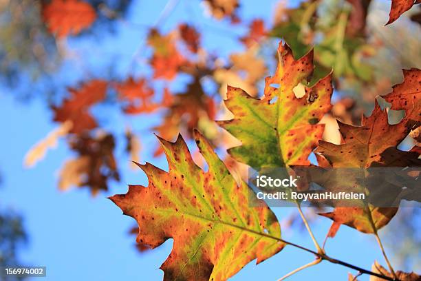 Outono Paisagem - Fotografias de stock e mais imagens de Amarelo - Amarelo, Ao Ar Livre, Azul