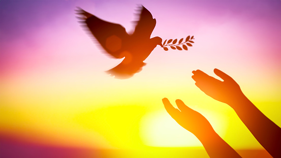 Silhouette pigeon return coming with olive branch to hands vibrant sunlight sunset sunrise background. Freedom making merit concept. Animal people hope pray holy faith. International Day of Peace.