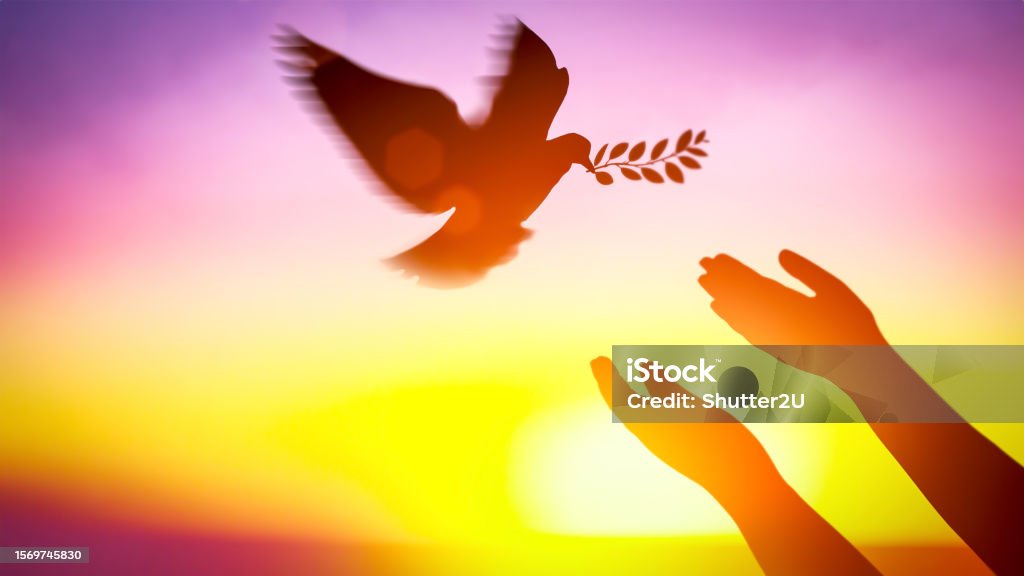 Silhouette pigeon return coming with olive branch to hands vibrant sunlight sunset sunrise background. Freedom making merit concept. Animal people hope pray holy faith. International Day of Peace. Symbols Of Peace Stock Photo