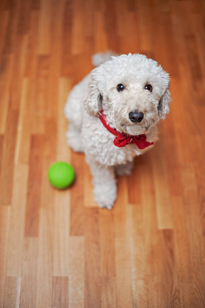 Weiße kleine Hund – Foto