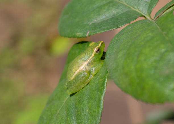 water lily reed frog (hyperolius pusillus) - frog water lily pond sunlight imagens e fotografias de stock