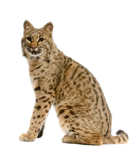 Closeup of bobcat on white background.