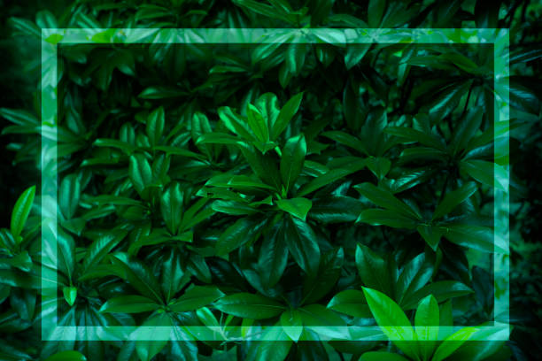 istock Texture of green leaves with glowing light frame. Ecological plant background. 1569749898