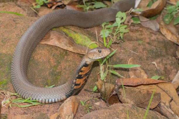 istock Mozambique Spitting Cobra (Naja mossambica) 1569749936