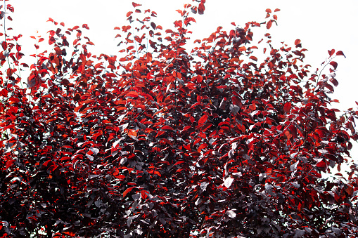 red leaf plum tree foliage. Purple-leaved plum tree branches with dark red leaves against sky.