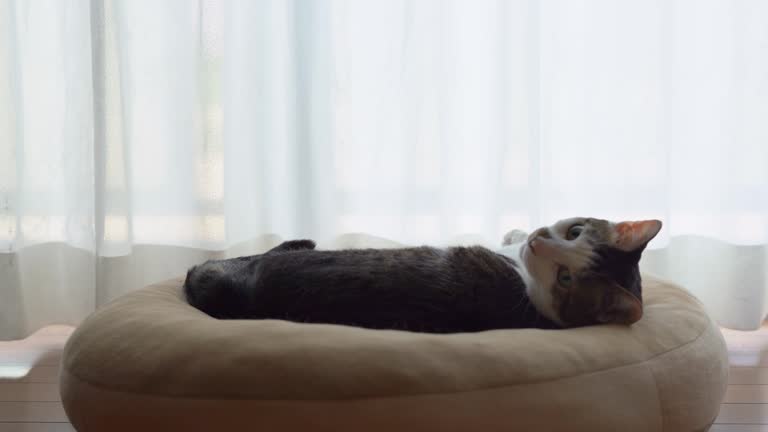 Cat on a cushion