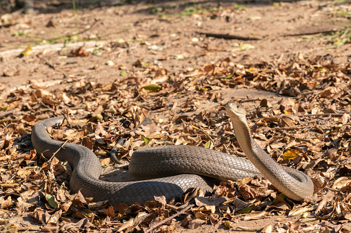 Africa's highly venomous and deadly black mamba in the wild, on a warm summer's day in KwaZulu-Natal, South Africa