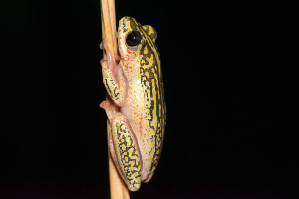 A cute painted reed frog on tall reeds near a pond on a warm summer's evening in KwaZulu-Natal, South Africa