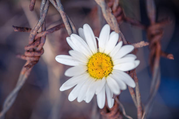 Chamomile flower and rusty iron wire, symbol of armistice during war, prison, captivity, salvation and freedom. Peace,  hope and love concept. stock photo