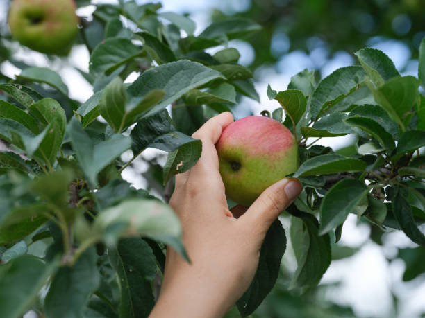 istock A woman picking an apple from an apple tree 1569771264