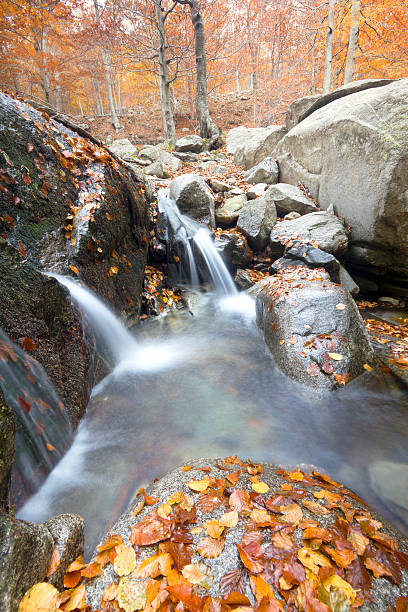 istock Stream in Montseny Natural Park 156977152
