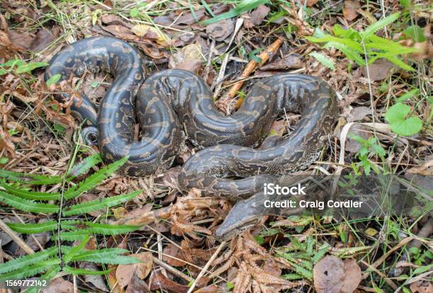 African Python Rearing Up Southern African Python Stock Photo - Download Image Now - Africa ...