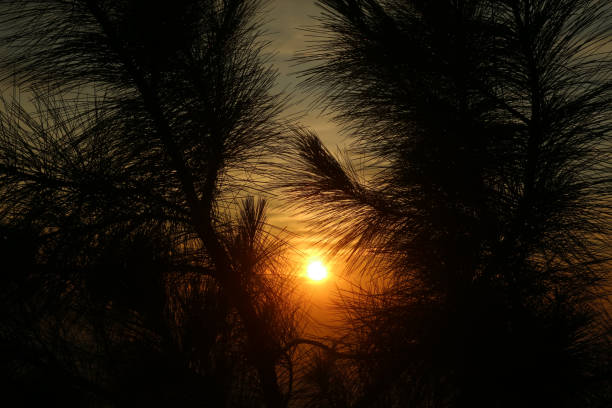 Sunrise on top of mountain framed by pine tree branches. Silhouette pine tree branches on the colourful sky background on a sunrise moment