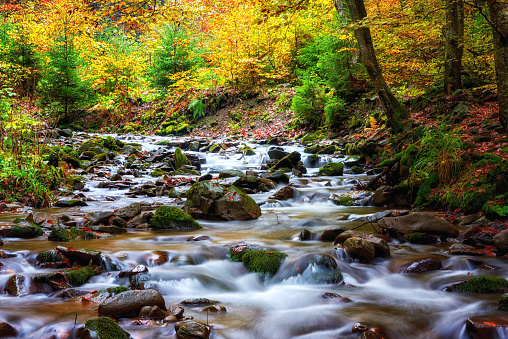 Beautiful autumn landscape with small mountain crystal clear creek surrounded by colored forest, natural outdoor travel background