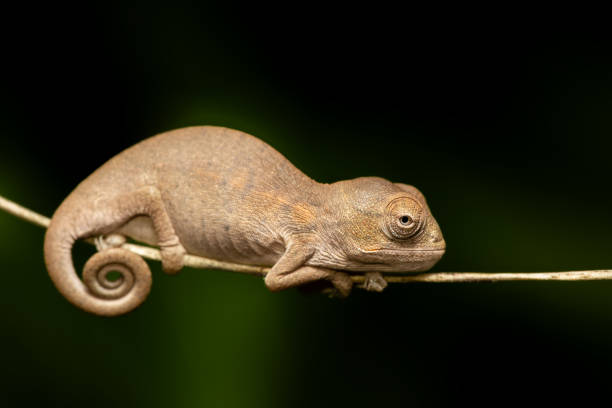 bebé camaleón de oustalet, furcifer oustaleti, reserva peyrieras madagascar exótico, fauna de madagascar - oustalets chameleon fotografías e imágenes de stock