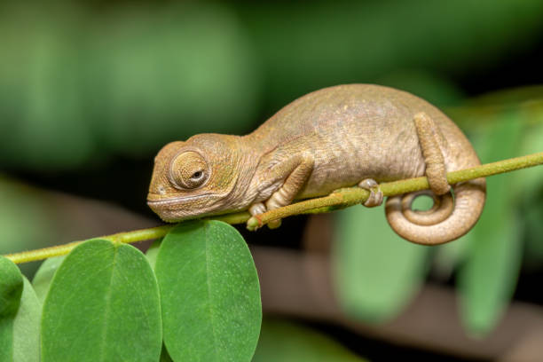 bébé caméléon d’oustalet, furcifer oustaleti, réserve peyrieras madagascar exotique, faune de madagascar - oustalets chameleon photos et images de collection