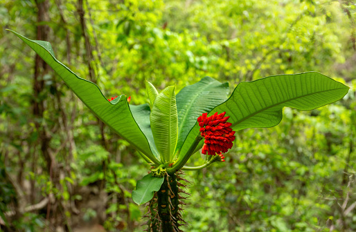 The crêpe ginger (Cheilocostus speciosus, Hellenia speciosa) - a species of flowering plant in the family Costaceae. It is native to southeast Asia and surrounding regions, from India to China to Queensland, It is especially common on the Greater Sunda Islands in Indonesia.