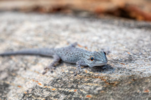 istock Thicktail day gecko, Phelsuma mutabilis, Miandrivazo, Madagascar 1569787024