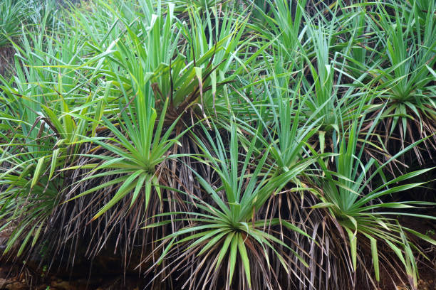 istock Pandanus trees growing in tropical island beach 1569792999