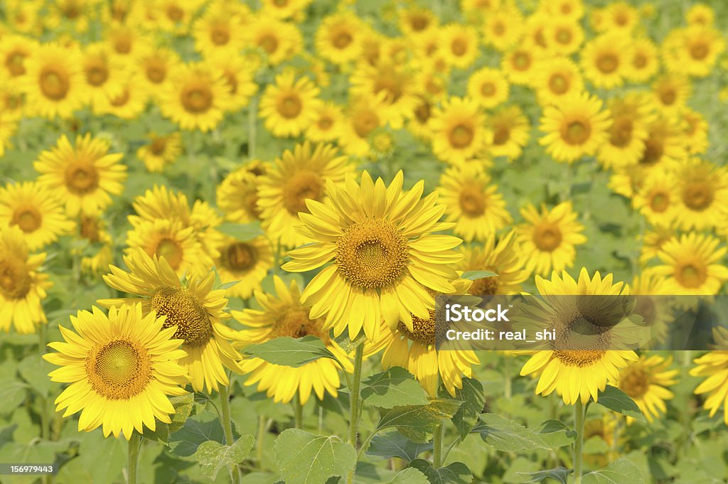 Champ de tournesol - Photo de Couleur verte libre de droits