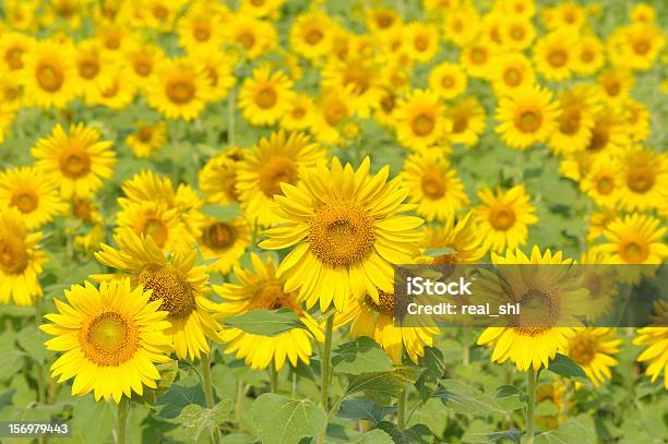 Photo libre de droit de Champ De Tournesol banque d'images et plus d'images libres de droit de Couleur verte - Couleur verte, Feuille, Fleur - Flore