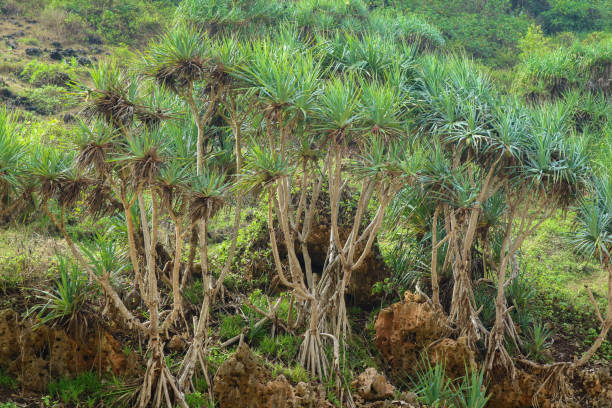 istock Pandanus trees growing in tropical island beach 1569794692