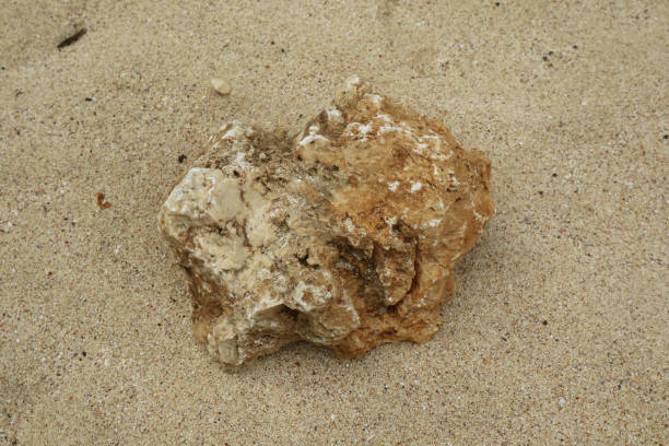 istock Coral reef in grainy sand 1569795803