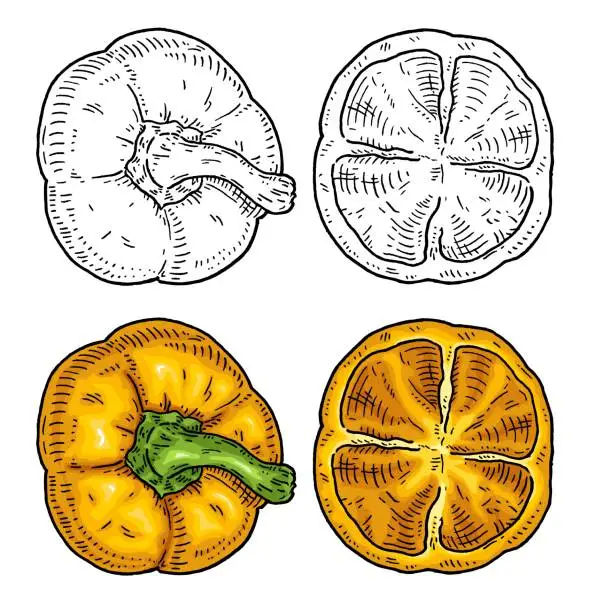 Vector illustration of Half sweet bell yellow pepper. Vintage engraving vector black illustration.