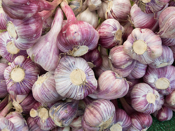 istock Pile of purple garlic 156979718