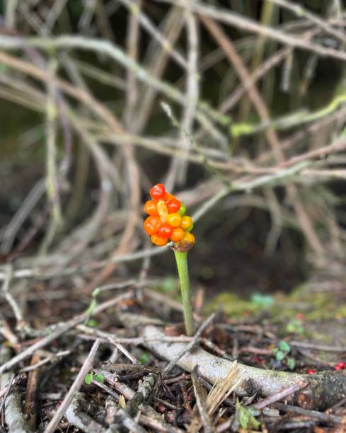 istock Woodland wildflower 1569799592