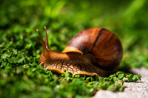 Snail on grass amidst lush foliage