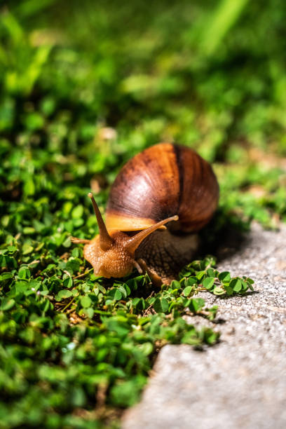 istock A snail's journey in the garden 1569807730