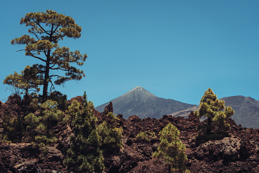 Teide national park of Tenerife, Canary Islands: Reserva natural especial del Chinyero. Teide peak among Canarian Pine Trees, Pinus canariensis