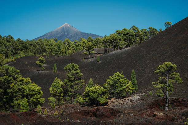 widerstandsfähigkeit der kanarischen kiefern im teide-nationalpark auf teneriffa - pico de teide stock-fotos und bilder