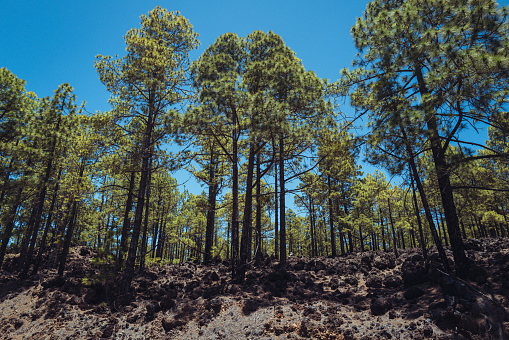 Teide national park of Tenerife, Canary Islands: Reserva natural especial del Chinyero. Canarian Pine Trees, Pinus canariensis