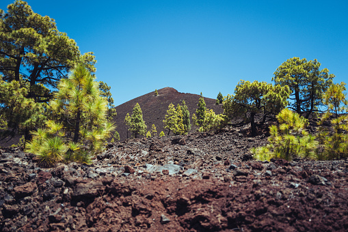 Teide national park of Tenerife, Canary Islands: Reserva natural especial del Chinyero. Canarian Pine Trees, Pinus canariensis forest