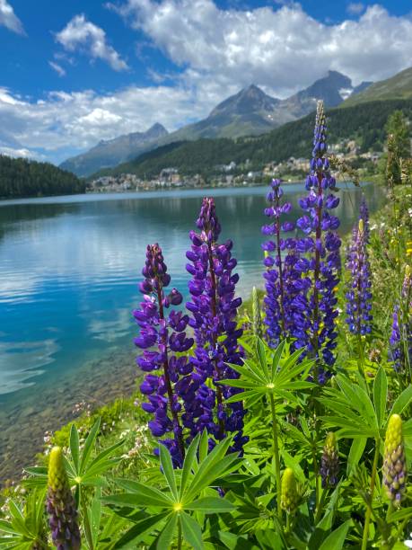 istock Lupine in the Alps 1569810499