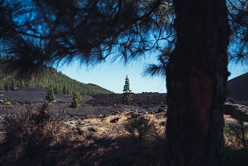Teide national park of Tenerife, Canary Islands: Reserva natural especial del Chinyero. Canarian Pine Trees, Pinus canariensis forest