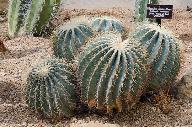 Echinopsis spachiana, - foto de acervo