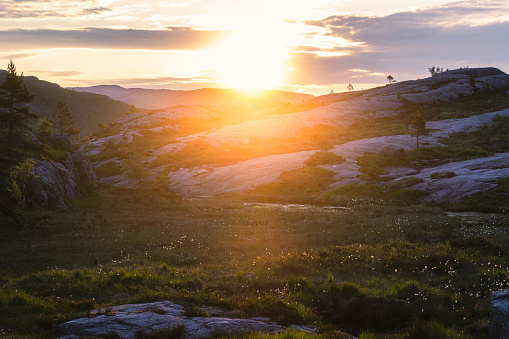 Sunrise in the mountains, casting rays on the grass, trees, rocks, and white flowers. Spotted on the way from cliff Preikestolen in Rogaland county in Norway in the summer season in June 2023. Flat top cliff called The Pulpit Rock is a tourist attraction above Lysefjorden fjord. it is early morning, sunrise is giving the ground and mountains beautiful yellow colour and creating a contrast of warm and cold colours during golden hour.
