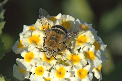 White-banded digger bee Anthophora (Amegilla) quadrifasciata from Andalucia (Spain, Vejer de la Frontera).